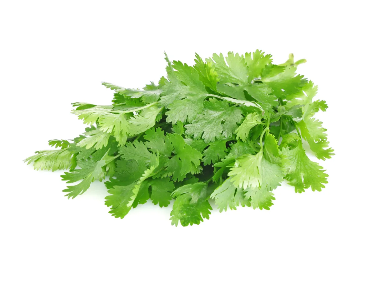 Cilantro X Kg